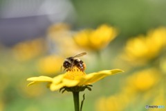 花粉に夢中