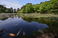 睡蓮）花言葉は「純粋な心」「優しさ」「信頼」等です）③