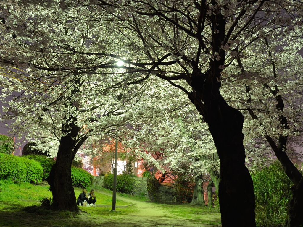 夜桜絢爛