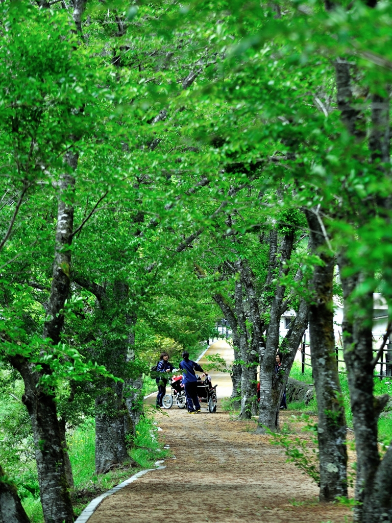 葉桜通り