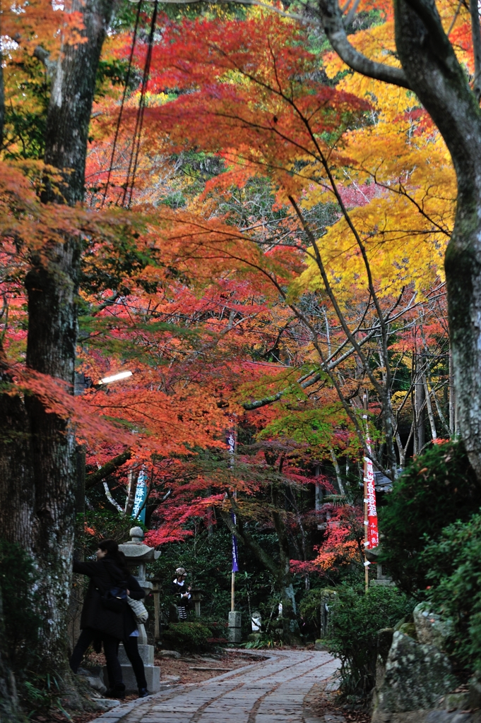 紅葉競演