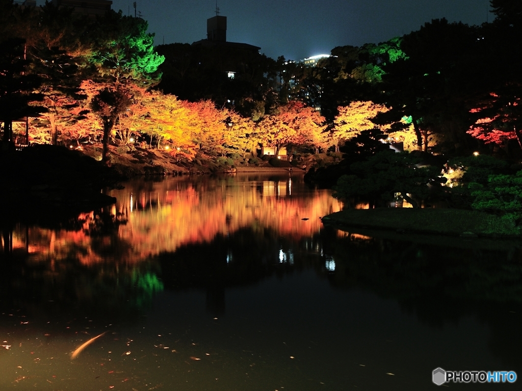 夜のこい