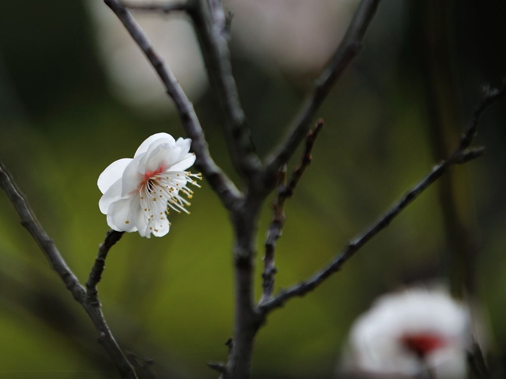 梅は咲いたか　桜はまだかいな