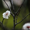 梅は咲いたか　桜はまだかいな