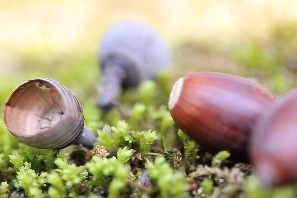 苔も芽吹いてます