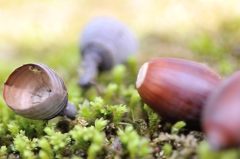 苔も芽吹いてます