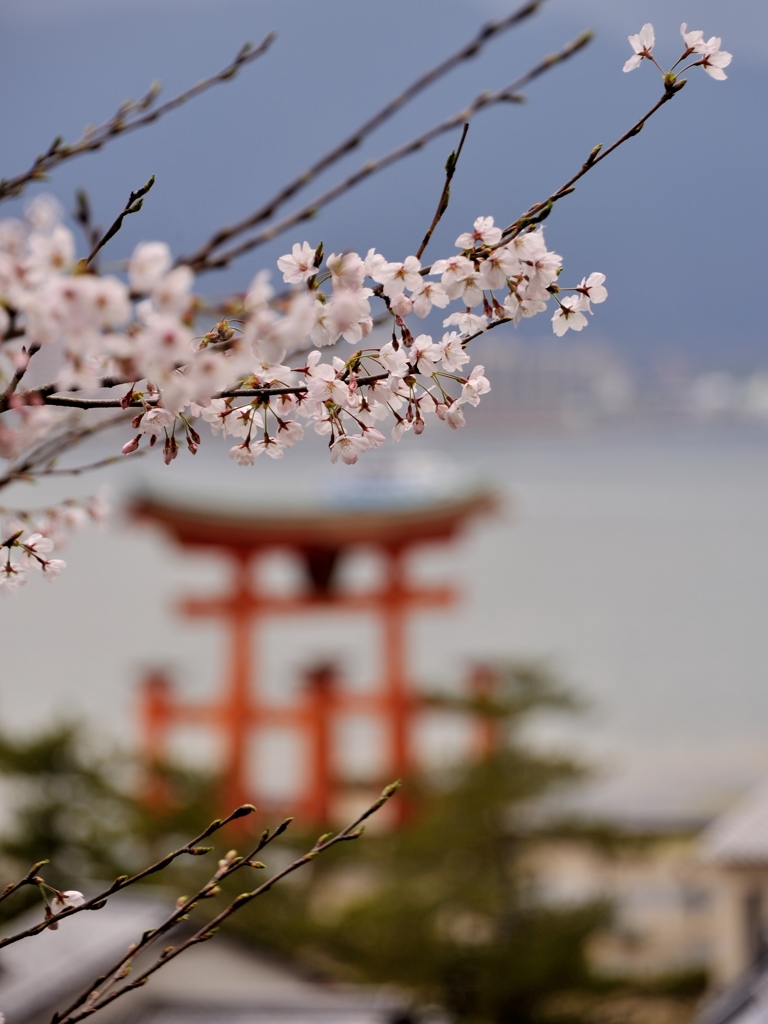 桜に彩られて