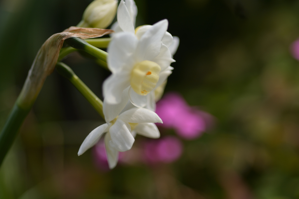 川土手の草花達　白水仙