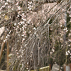 春は霞か桜は紅枝垂
