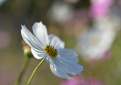 白い秋桜