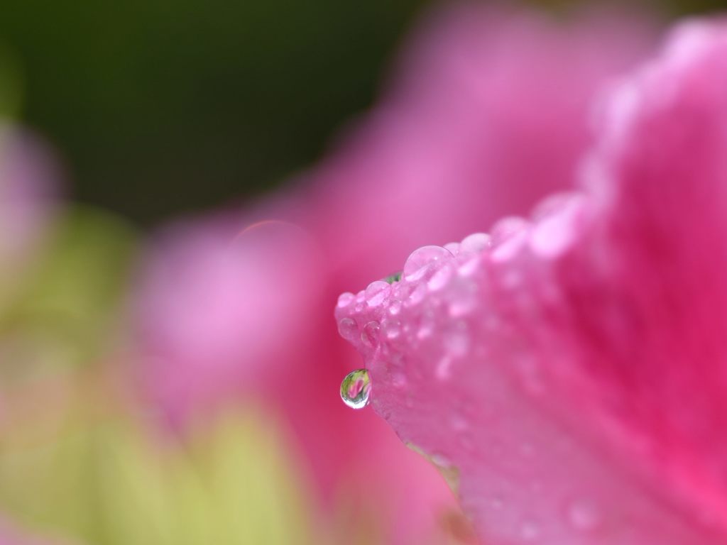 雨の置き土産