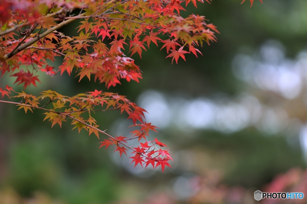 紅はじめ２
