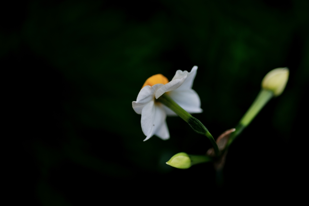 我が家の春告花