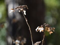 枯れてもなお紫陽花