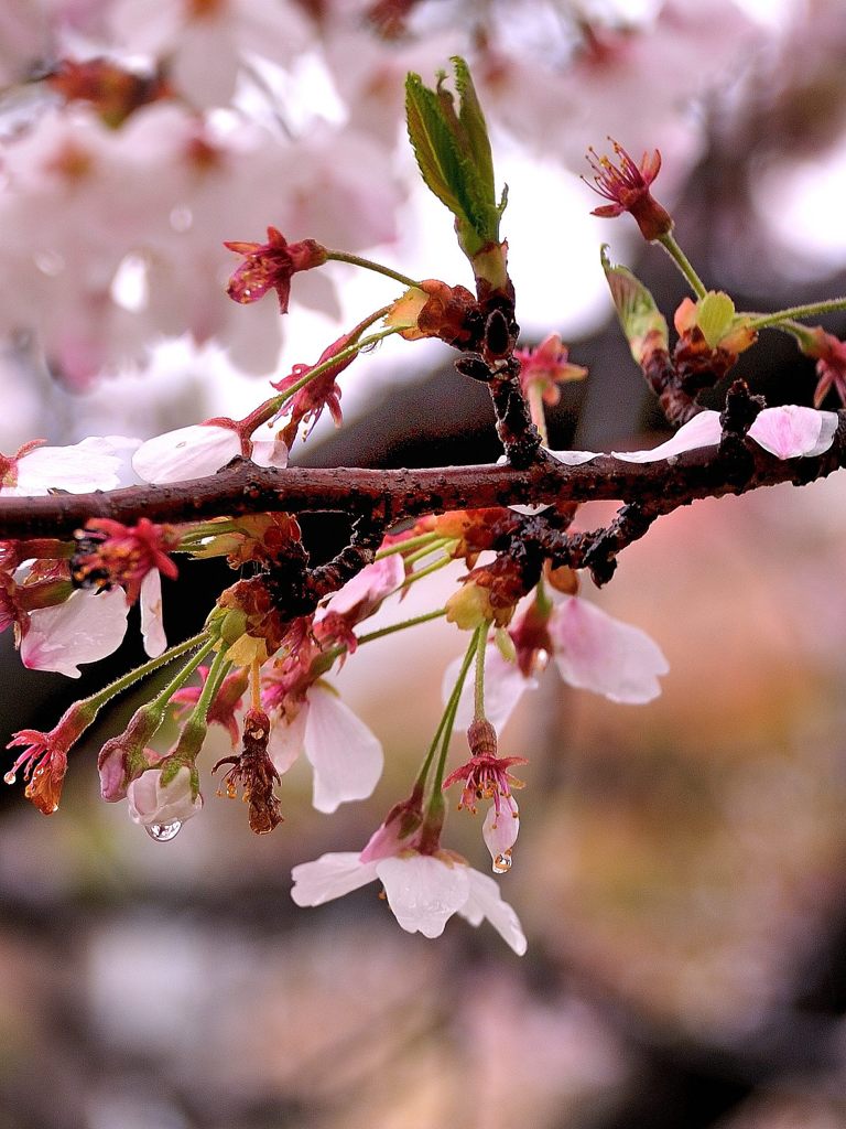 雨後の桜