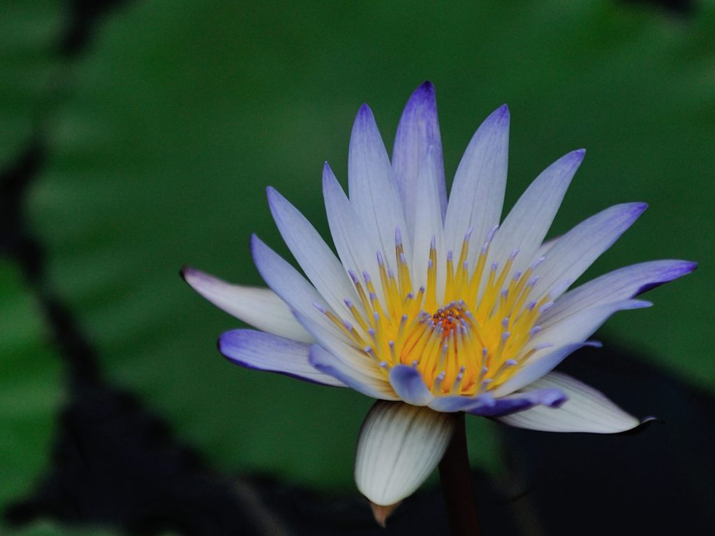 花言葉は「清純な心」