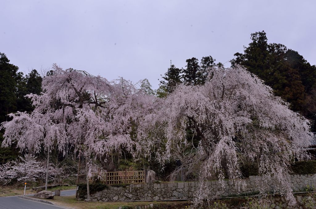 神原のしだれ桜