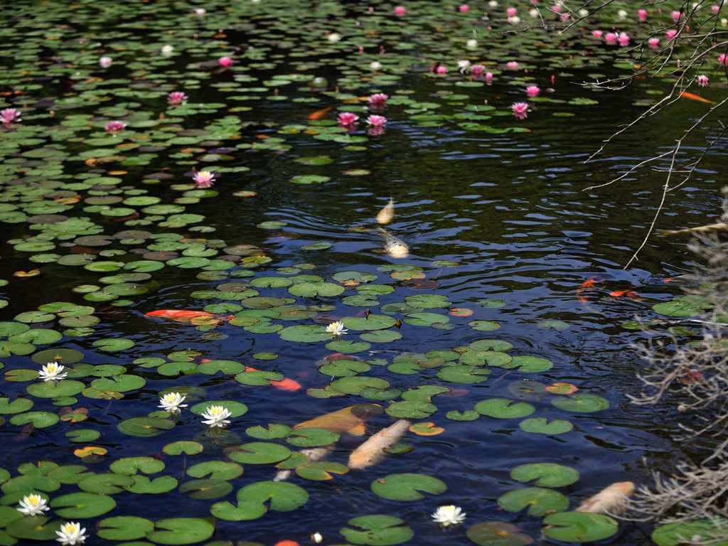 睡蓮 花言葉は 純粋な心 優しさ 信頼 等です By Punta Id 写真共有サイト Photohito