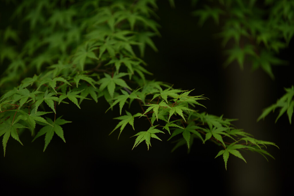 深緑