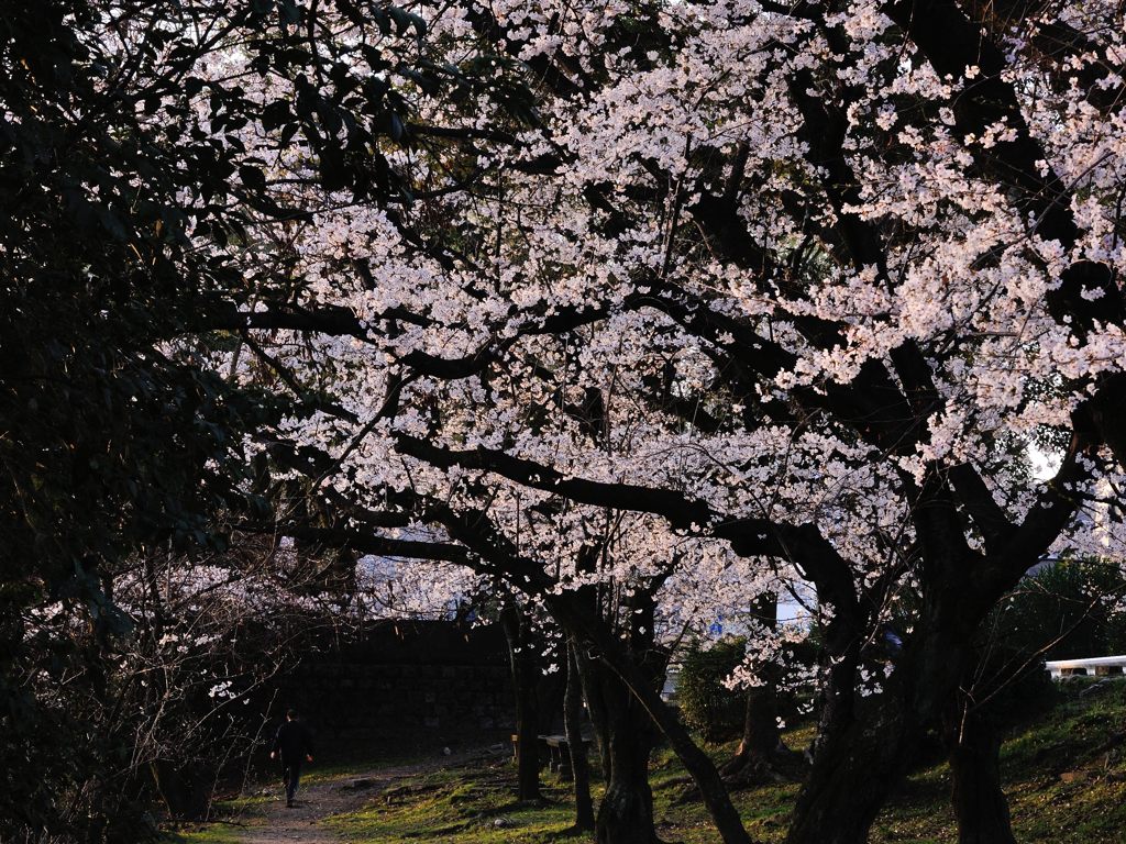 朝の散歩