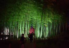 竹林ライトアップ