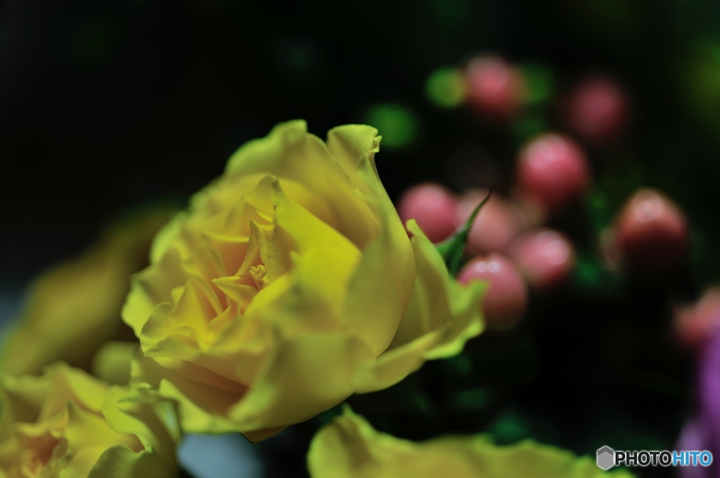 あなたを恋します（花言葉）