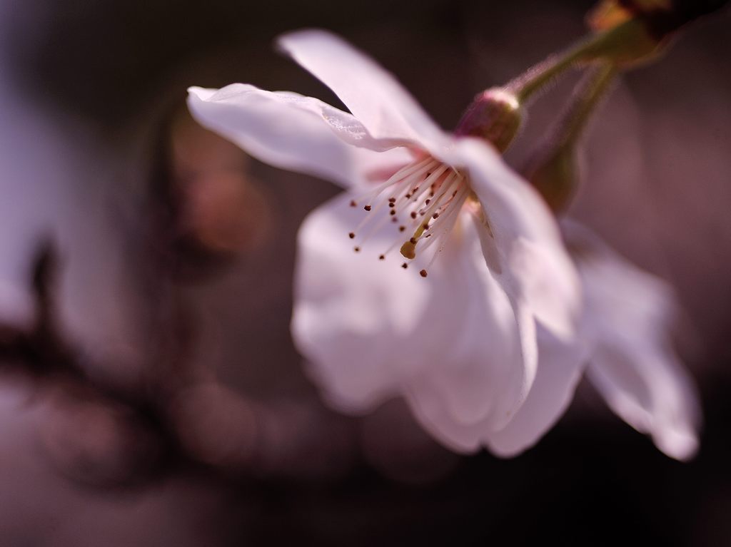 桜ほんのり