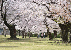 桜二人占め