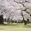 桜二人占め