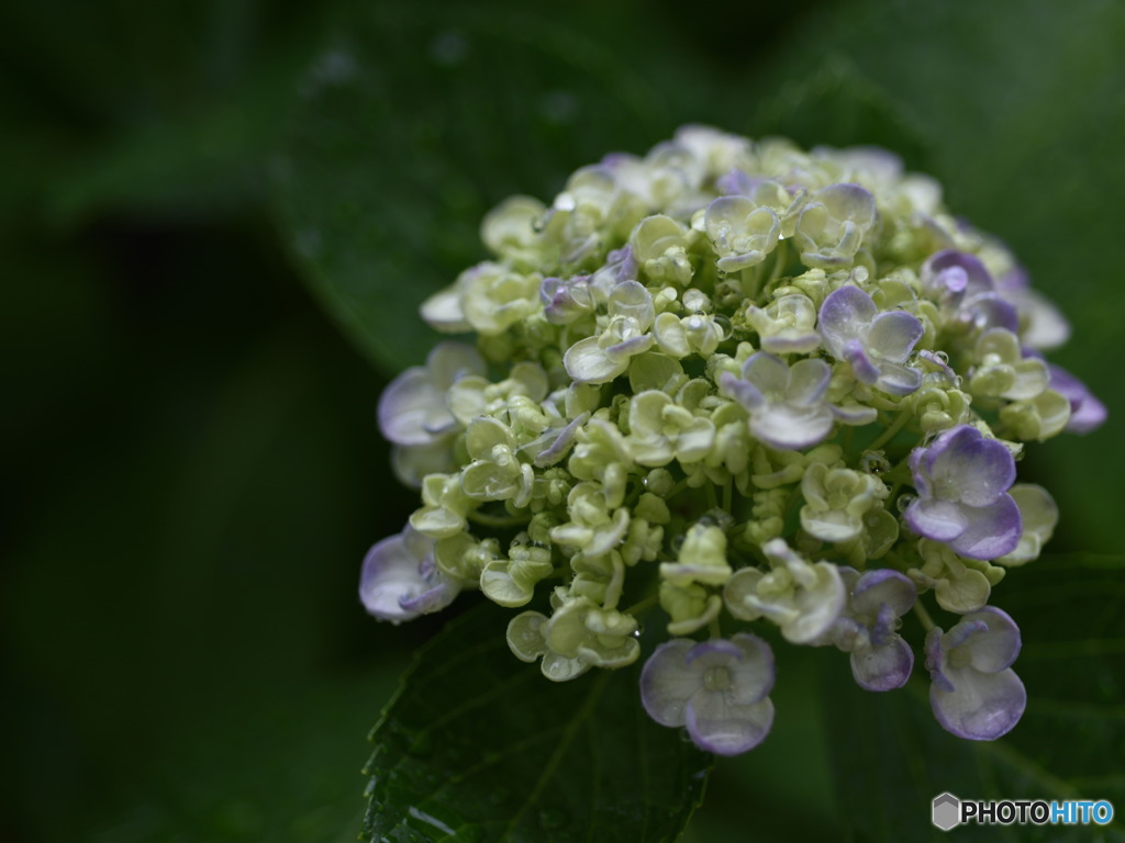 雨と紫陽花