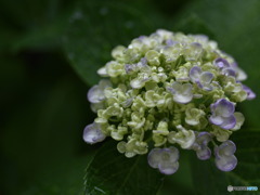 雨と紫陽花