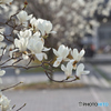 春告花