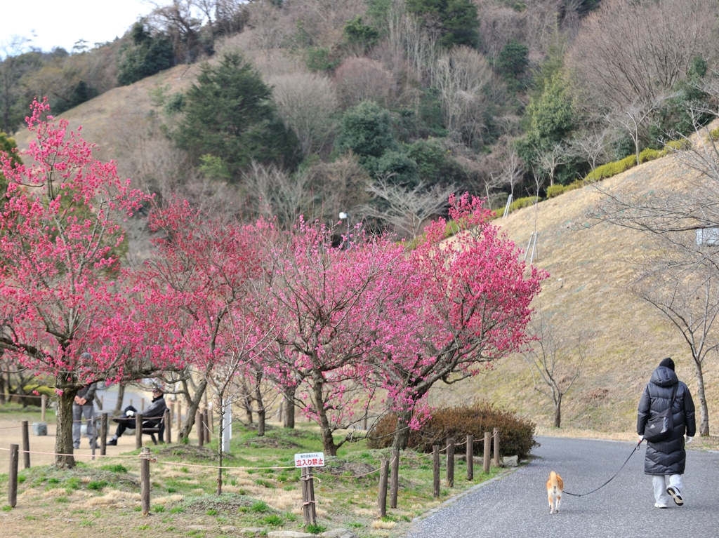 春心地