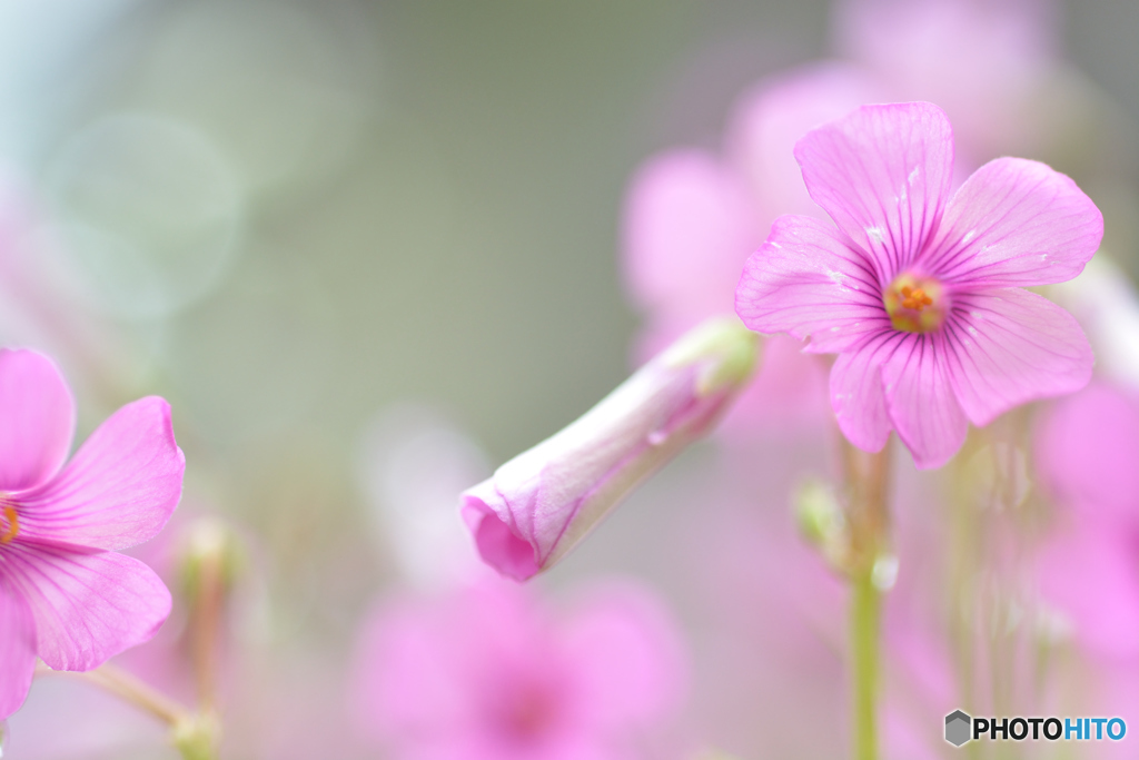 足元の花園