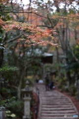 参道もみじ