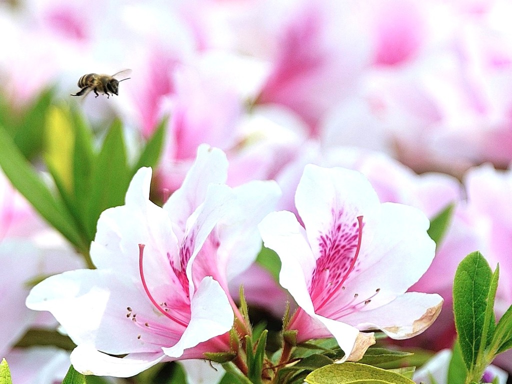 次はどの花かな？