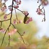 5年前の今日　桜とメジロ