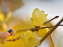 師走の花　②