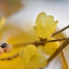 師走の花　②