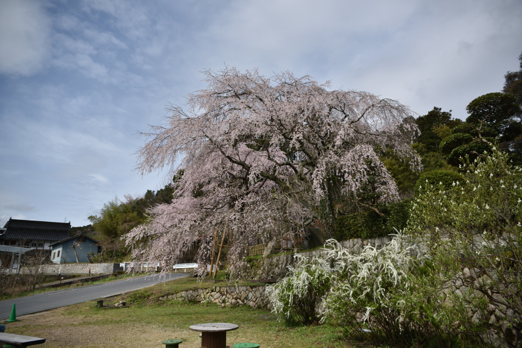 神原の枝垂れ桜