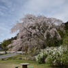 神原の枝垂れ桜