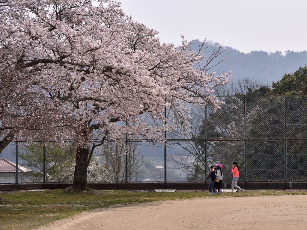 桜のグランドと少女達