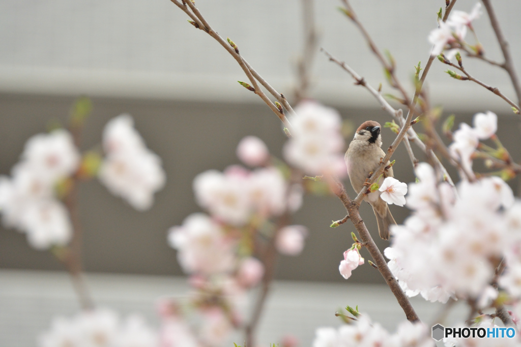 桜ボケに囲まれて