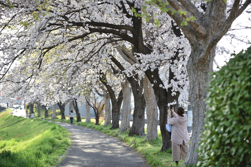 桜道１