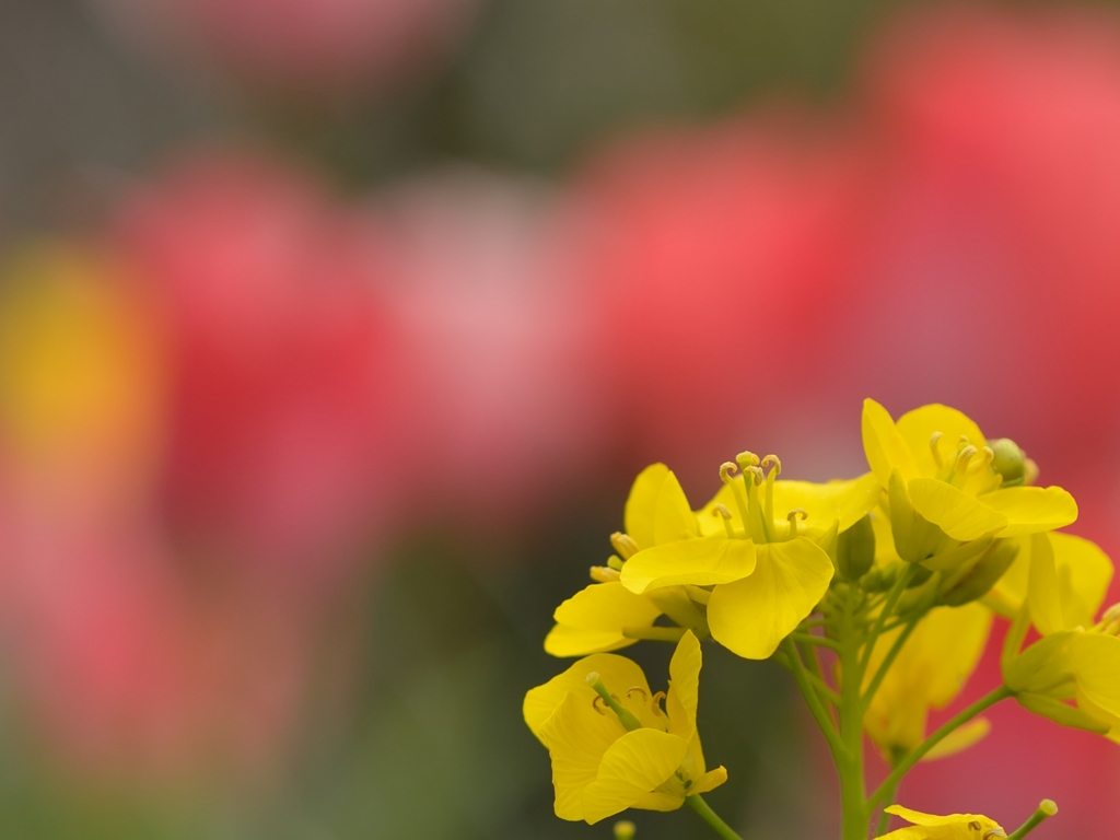 菜の花
