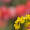菜の花