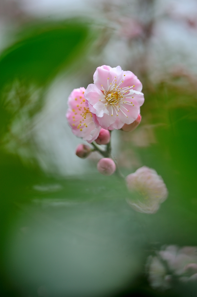 春告草