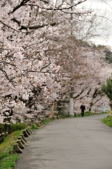 桜道散歩１