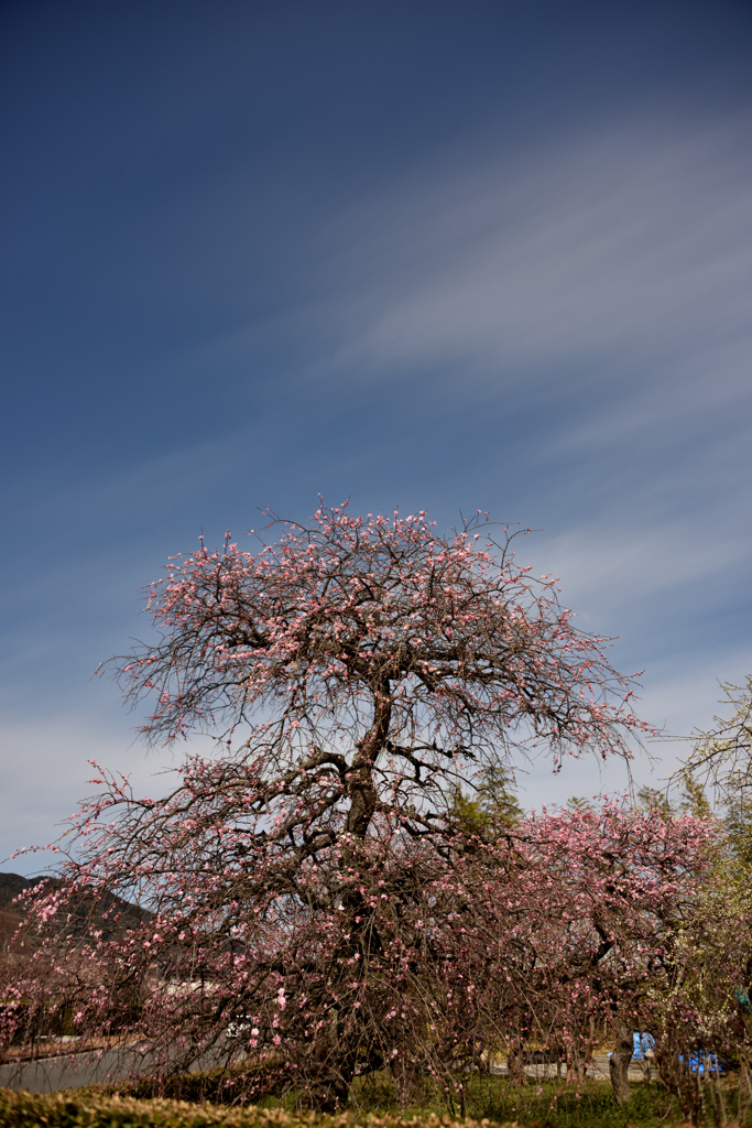 紅梅と青空