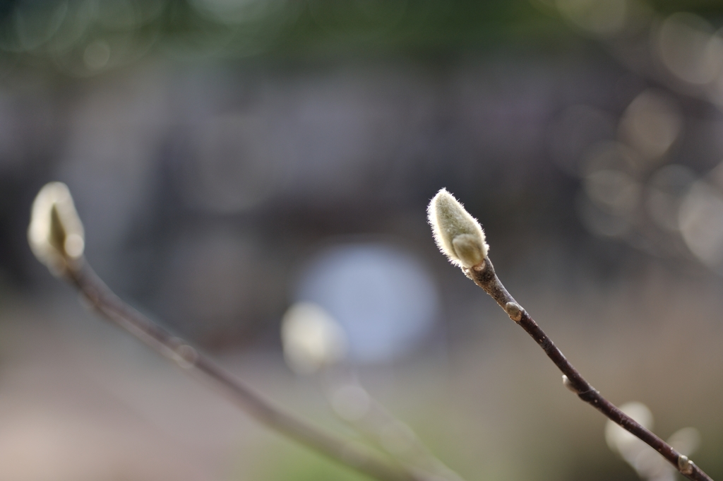 こぶしの花咲く頃